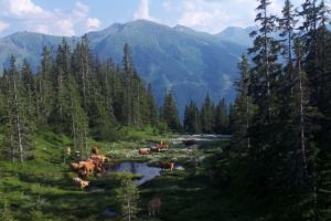 Beim Biken auch die Natur von Saalbach-Hinterglemm genießen